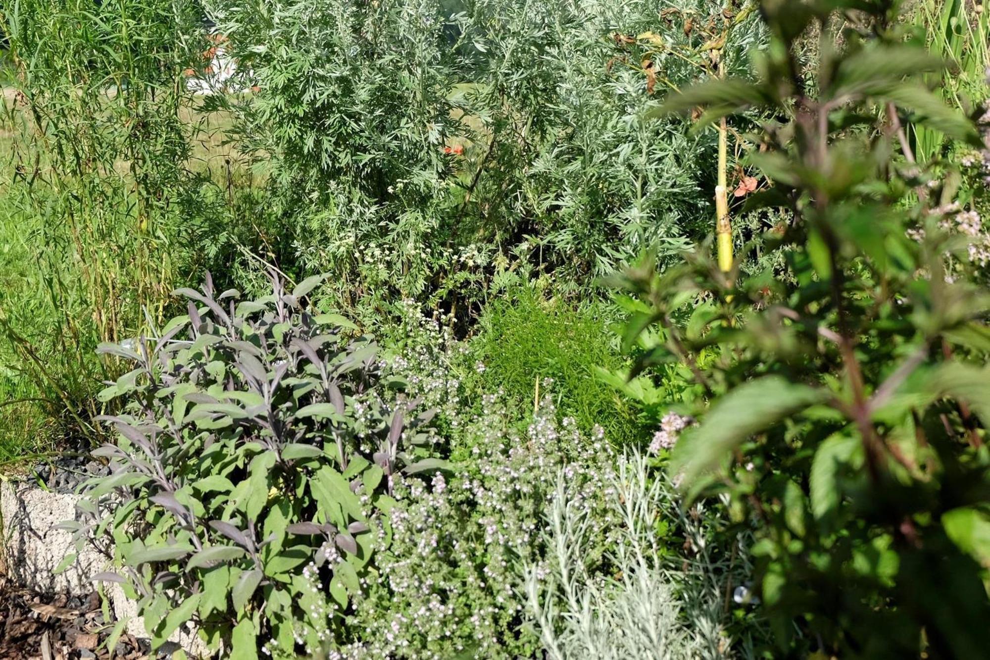 Schwarzwild - Ferienwohnung Und Ferienzimmer Baiersbronn Bagian luar foto